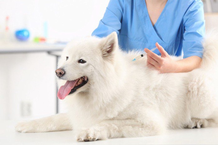 注射されている白い犬