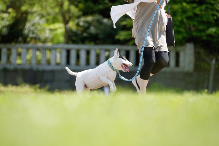 散歩する犬と飼い主