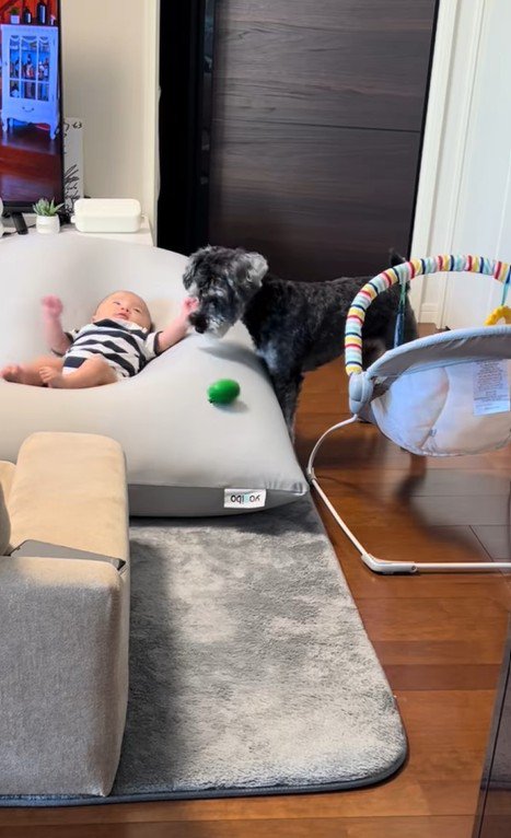 赤ちゃんを遊びに誘うらんちゃん7