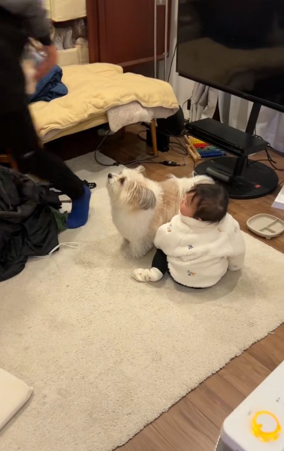 ぽんちゃんのSP小太郎くん