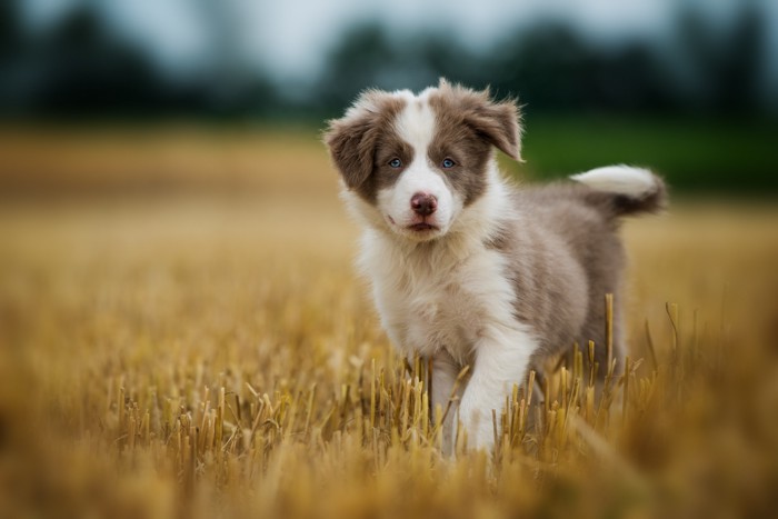 草むらを歩くライラックのボーダーコリーの子犬