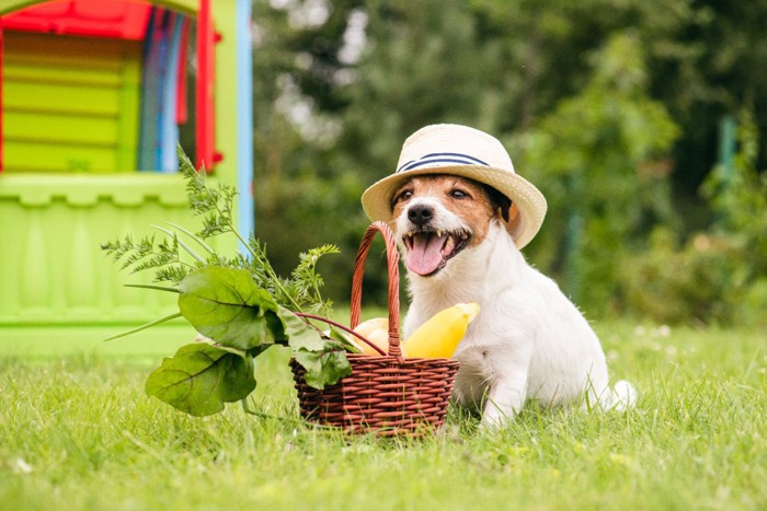 野菜と帽子を被った犬