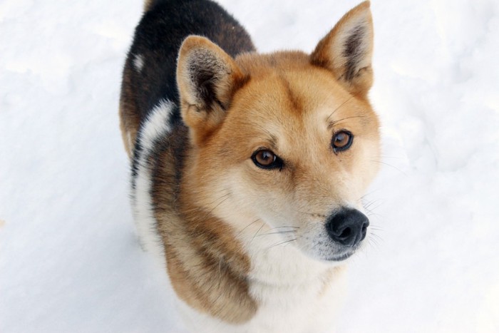 雪の中にいる犬