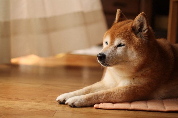 伏せた薄目を開けた柴犬