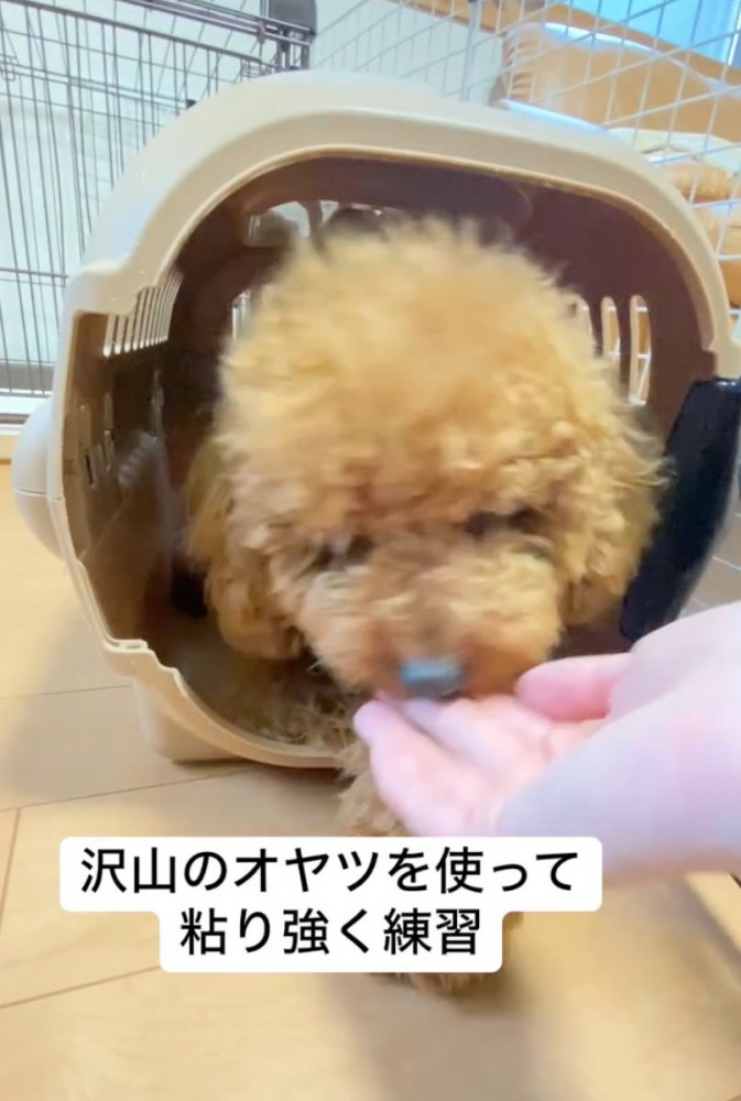 クレートの中でおやつをもらう