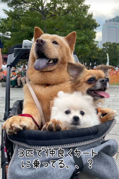 カートに乗るぽぽ太くんたち