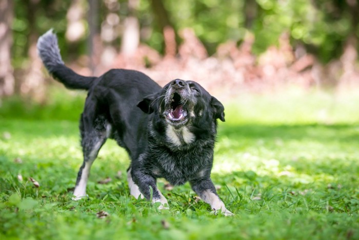 興奮から吠えてしまう犬