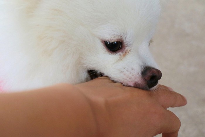 甘噛みする犬の顔のアップ