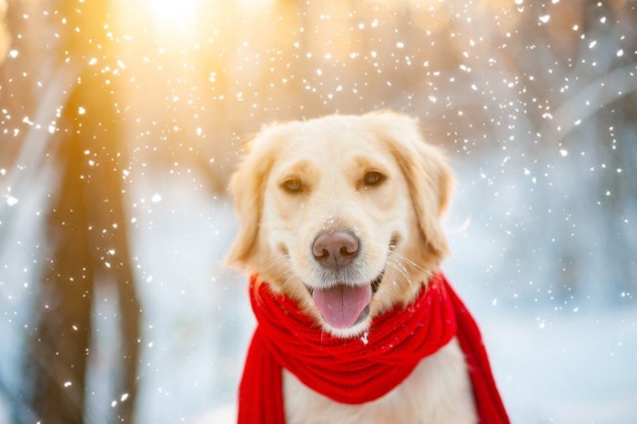 赤いマフラーを巻いた犬