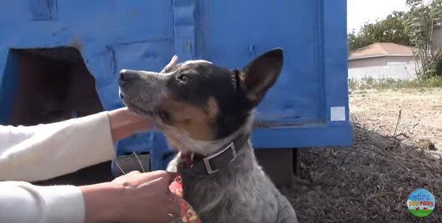 人を受け入れる犬