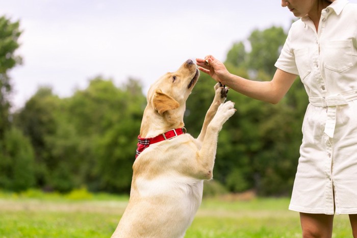 おやつにとびつく大型犬