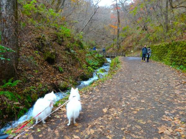 滝へと続く道