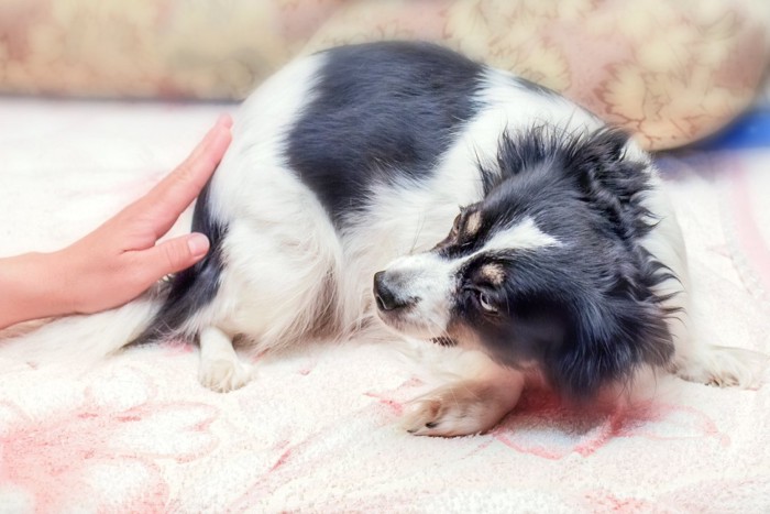 触れようとする手と警戒する犬