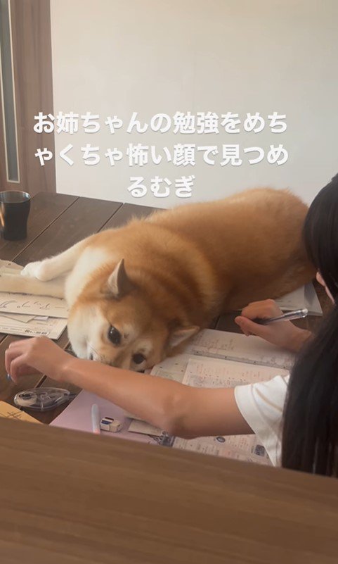 勉強中のお姉ちゃんを見つめるむぎちゃん3