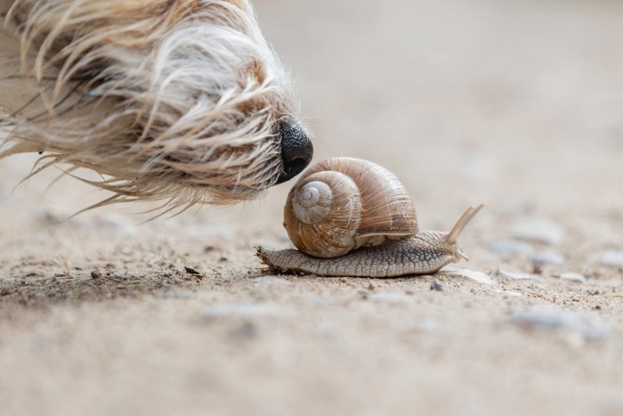 犬の鼻とカタツムリ