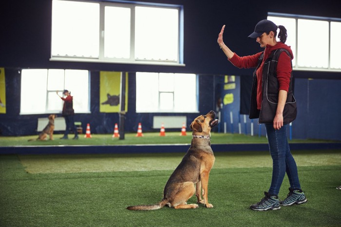 ドッグトレーナーと犬