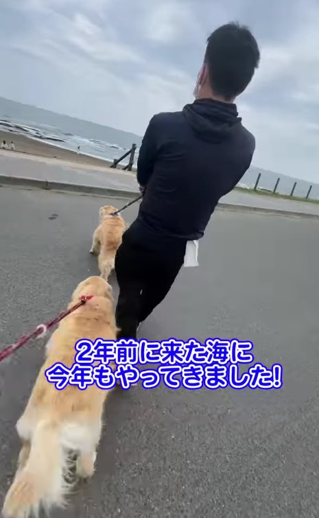 飼い主の横に2頭の大型犬
