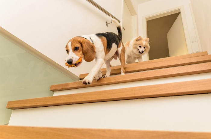 オモチャを咥えて階段を下りる犬