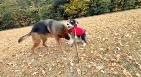 大型犬と遊ぶ犬