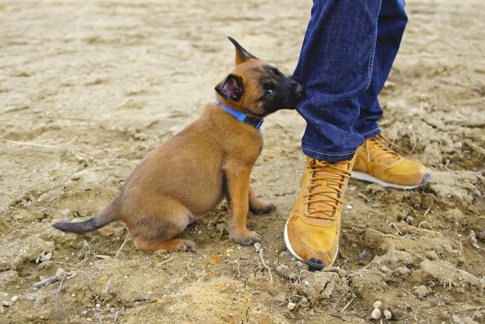 男性のズボンの裾を噛んでいる子犬