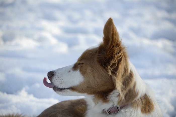 雪の中の犬