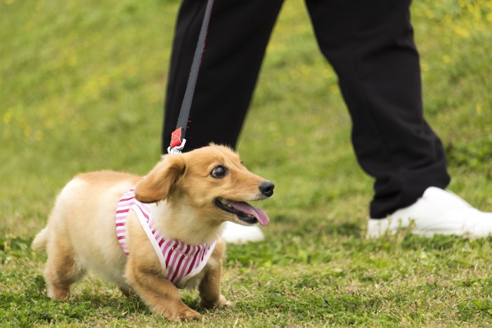 飼い主と散歩をするダックスフンド