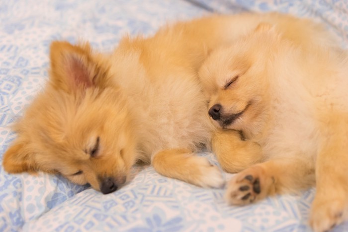 横向きで寝ている犬