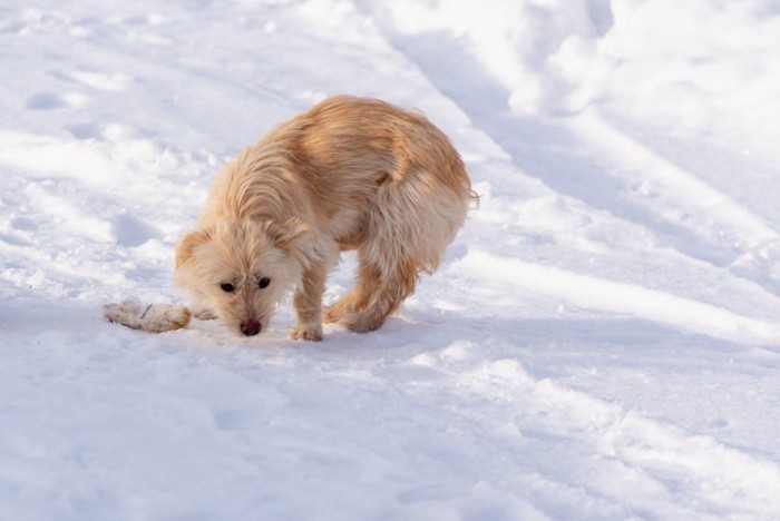 足を引きずる雪の中の犬