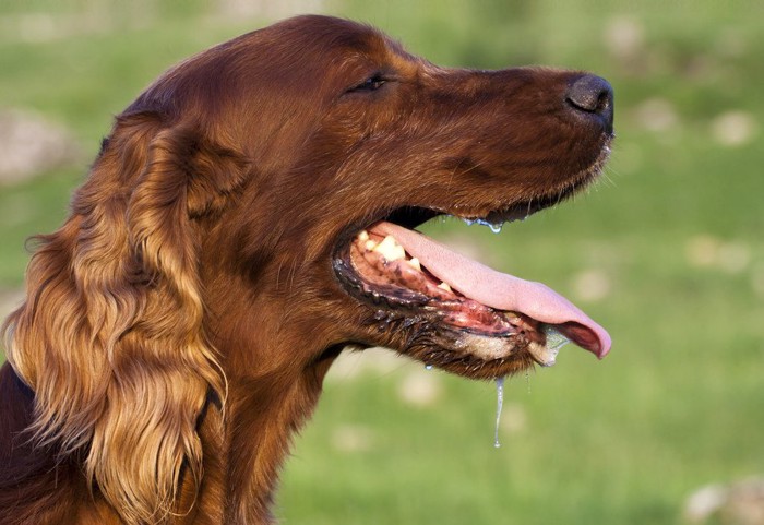 ヨダレが垂れている犬の横顔