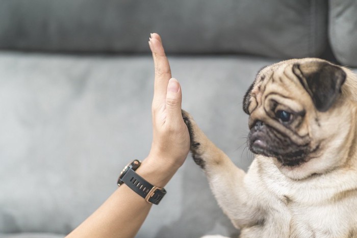 ハイタッチする人と犬