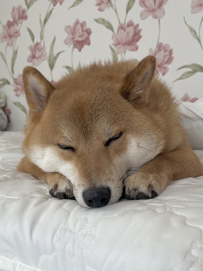 かわいい