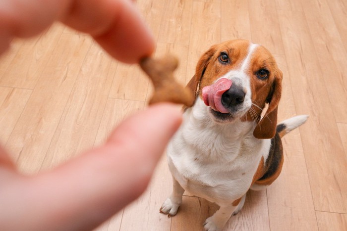 おやつをもらう犬