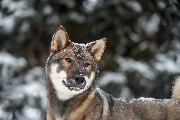体に雪をのせてどこかを見つめる四国犬