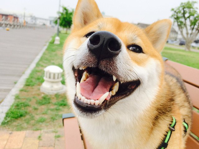 笑顔の柴犬