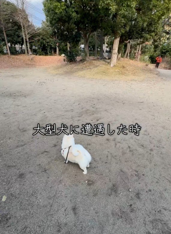 遠くの大型犬を発見したベラちゃん