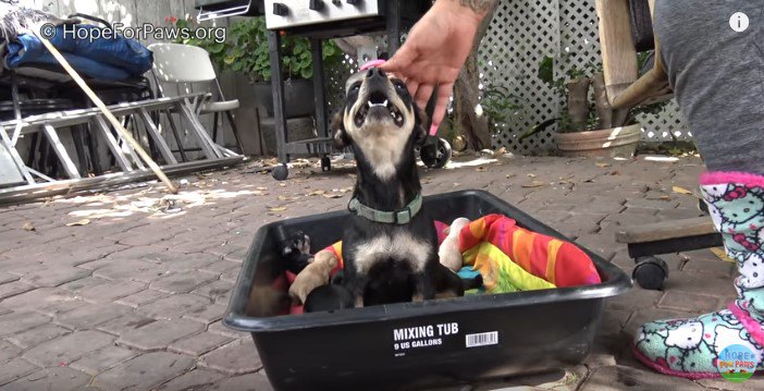 プラスチックのタブの中に座る犬