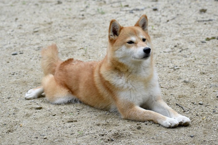 柴犬と河原