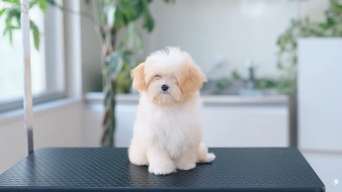 トリミング前のぽぬちゃん