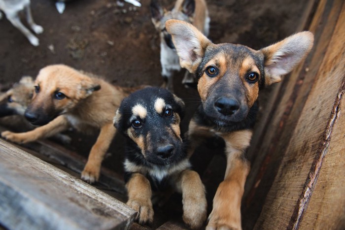 こちらにアピールする犬たち