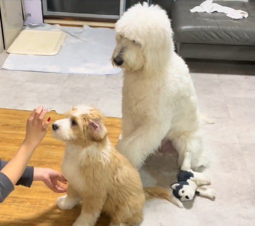 「おかわり」と言ったら？