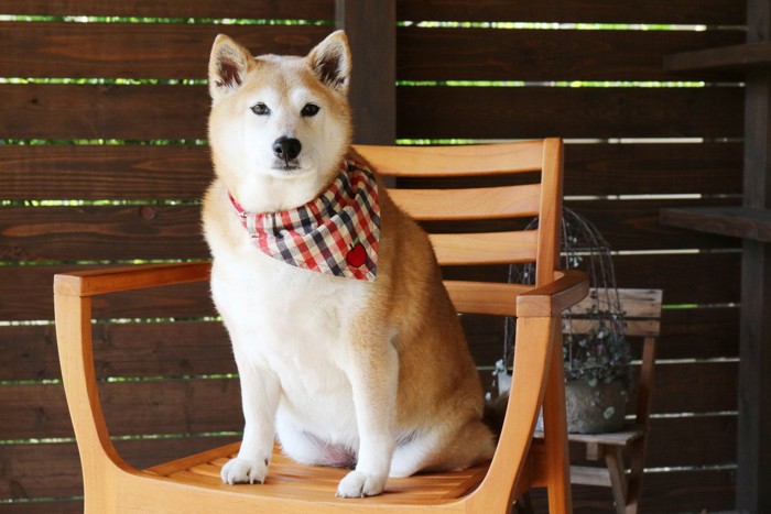 椅子に座る柴犬