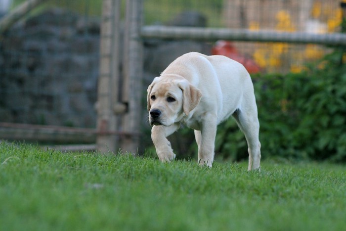 恐る恐る歩いている犬