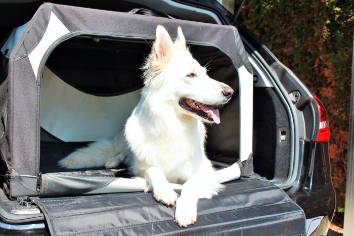 車の荷台におかれたゲージに入る犬