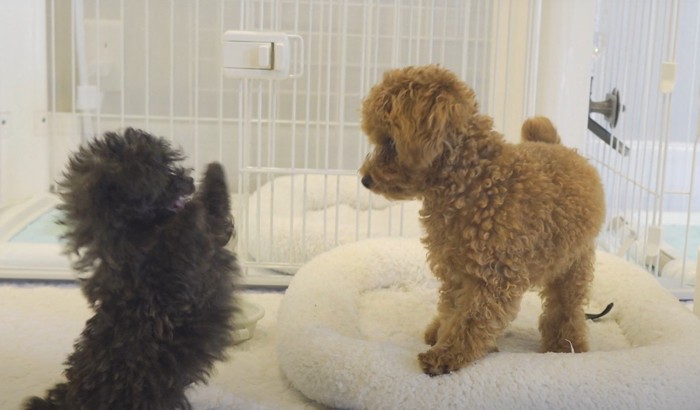 口を開ける子犬と先輩犬