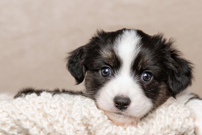 ミニチュアアメリカンシェパードの子犬のアップ