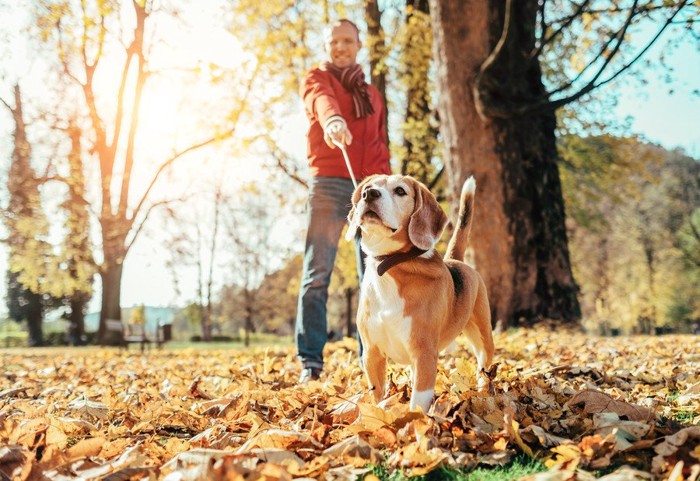 落ち葉の中散歩する犬