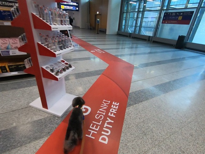 空港内を歩く犬