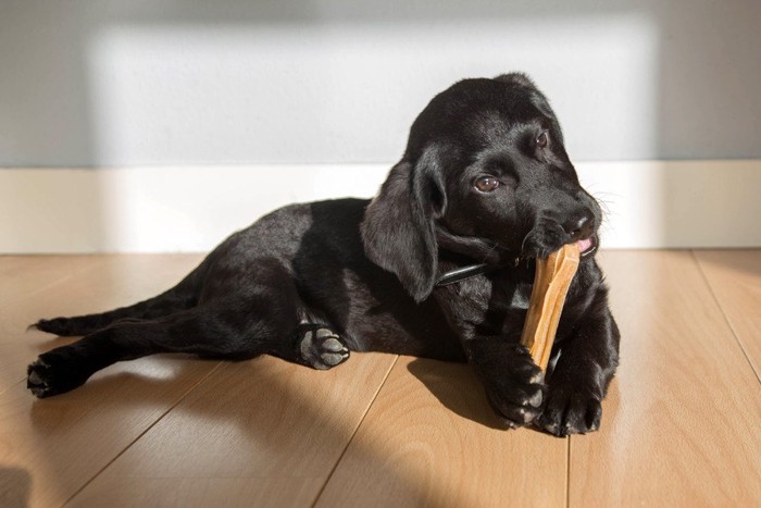 おもちゃを噛んでいる犬