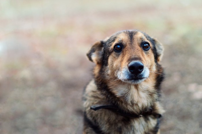 悲しそうな犬の顔