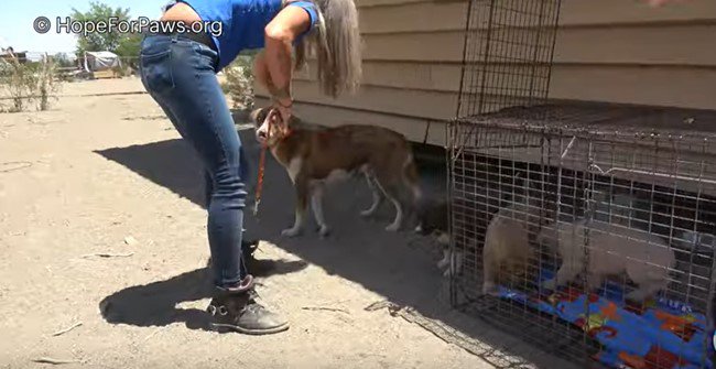 布リードを受け入れた母犬